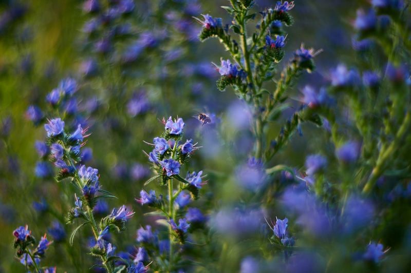 Пчелка фото превью