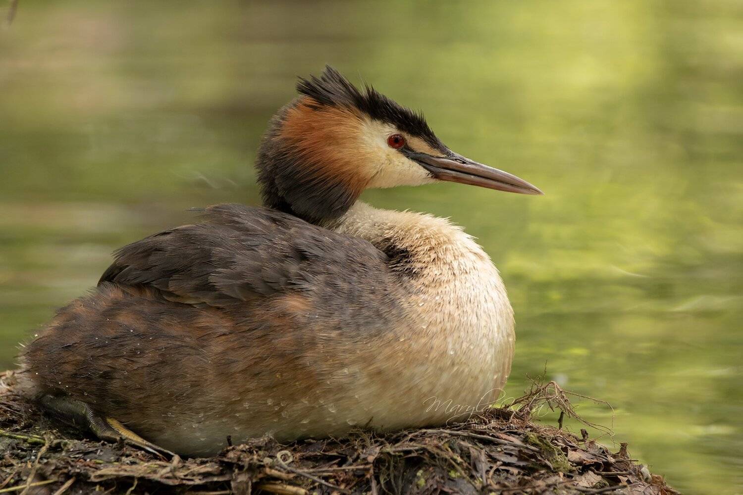 great crested grebe, grebe, birds, nature, wildlife, water, canon, sigma, MARIA KULA