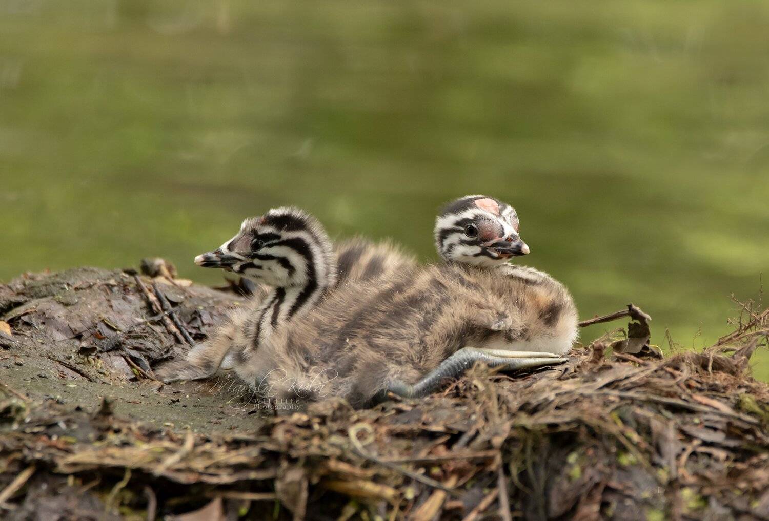 great crested grebe, grebe, birds, nature, wildlife, water, canon, sigma, MARIA KULA