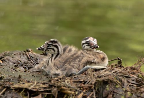Great Crested Grebe
