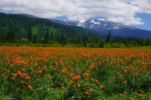 Огоньковое поле