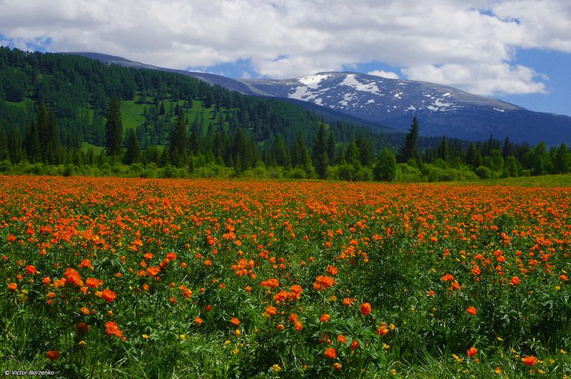 алтай, огоньки, жарки Огоньковое поле фото превью