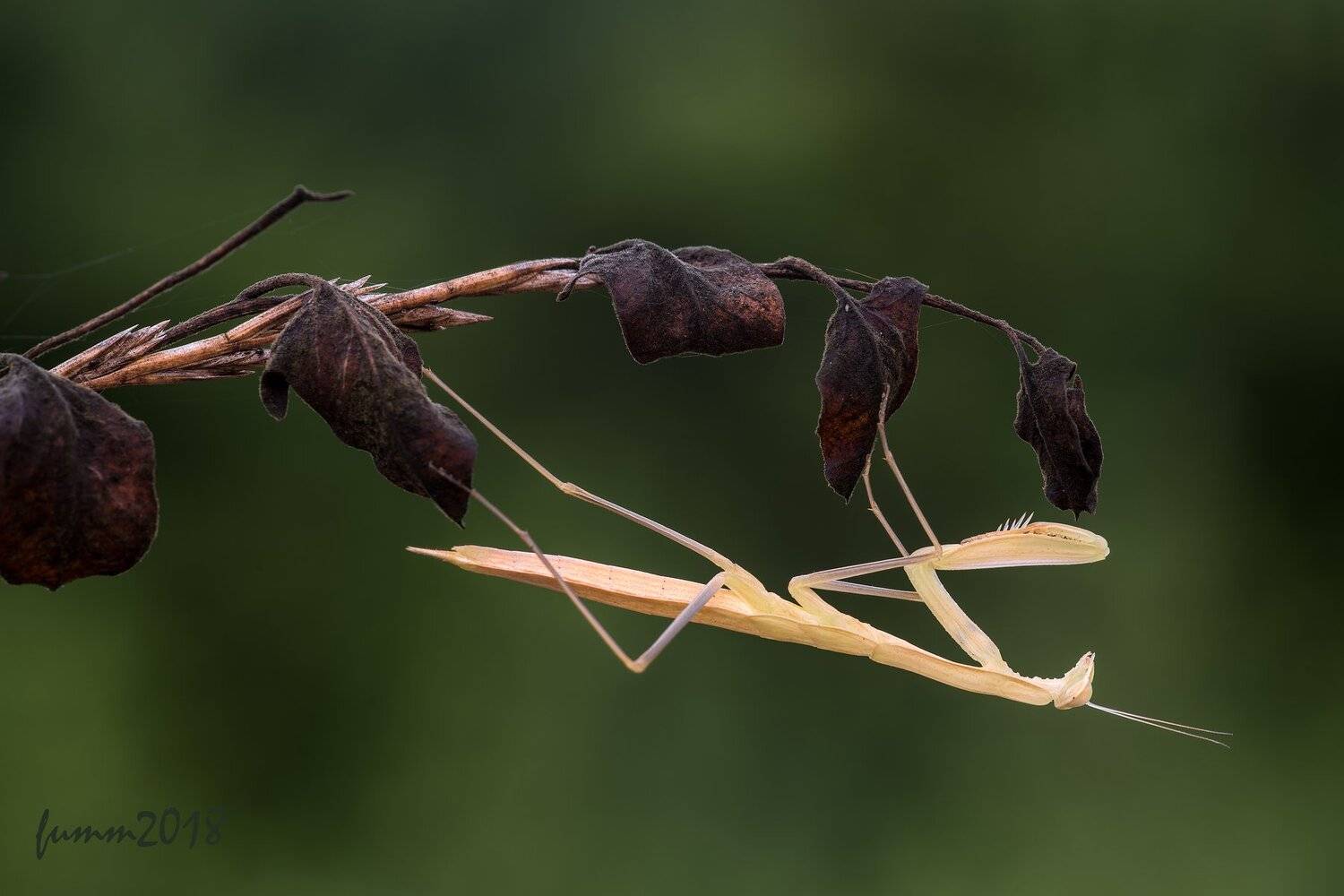 , Игорь ФУММ