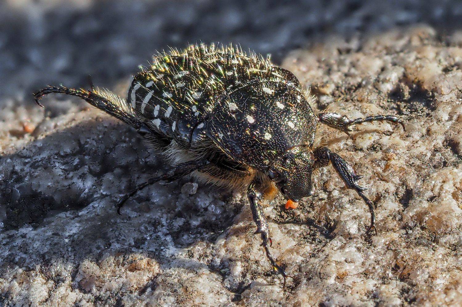 , Евгения Муравская