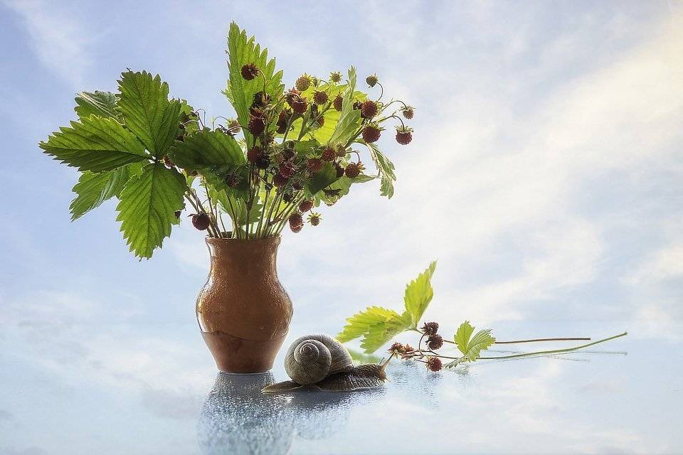 натюрморт, лето, земляника, улитка, небесный фон, Ирина Приходько