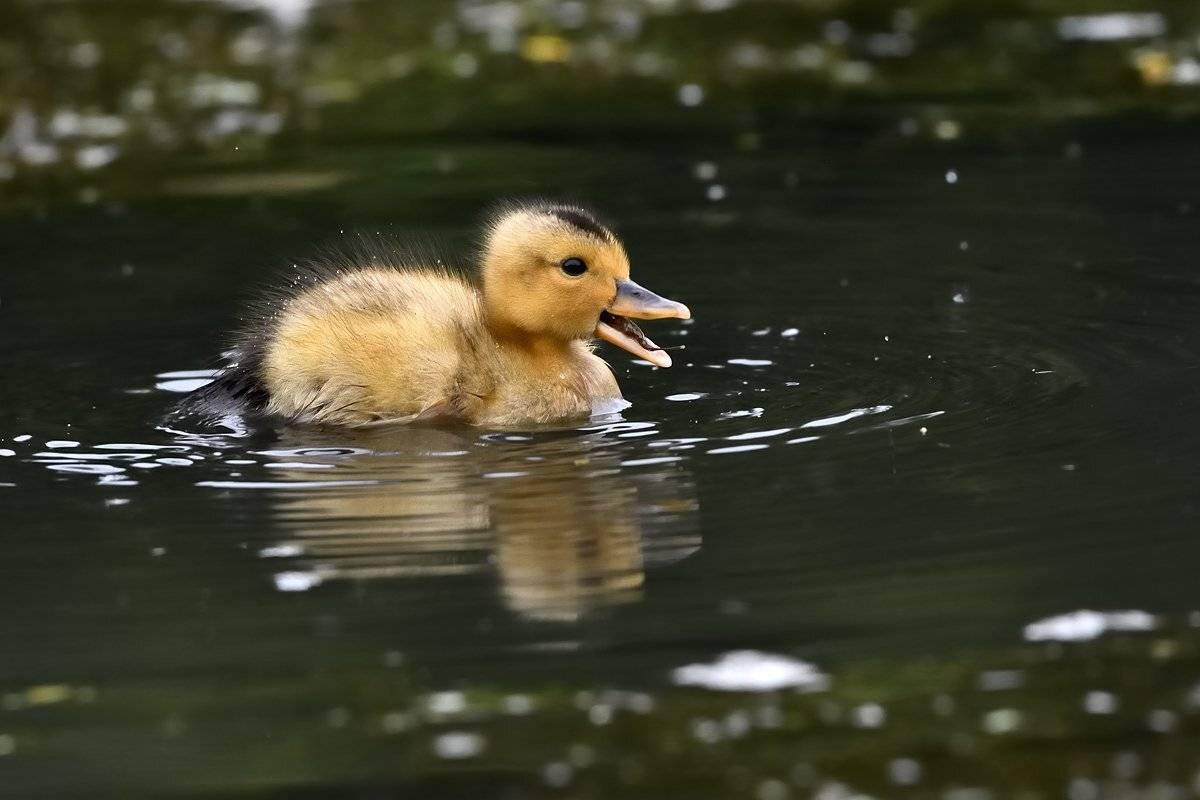 птицы birds, Jaroslav Mego