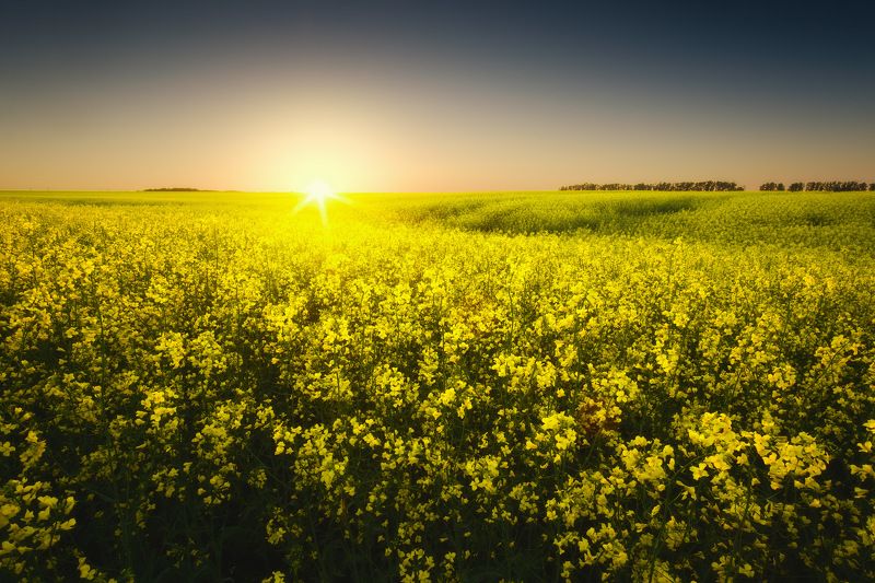 россия, московская область, зарайск, река, закат солнца, закат, луг, поле, весна, рапс, пейзаж, природа Цветущий рапс фото превью