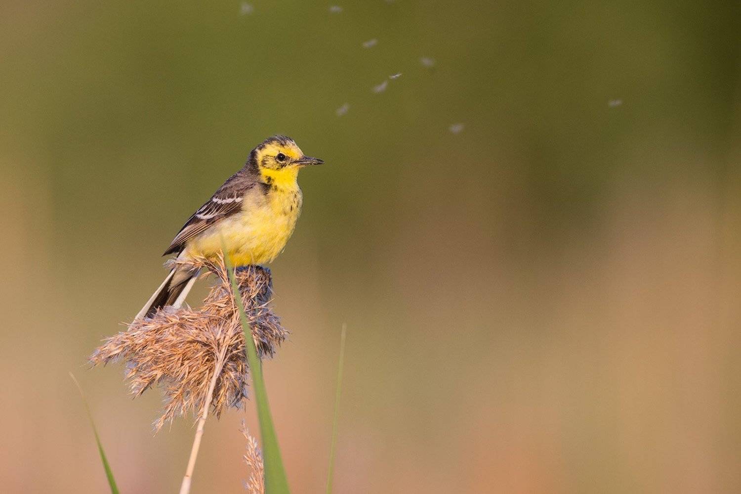 wagtail, bird, wildlife, citrine, трясогузка, желтая трясогузка, птицы, дикая природа, Голубев Дмитрий