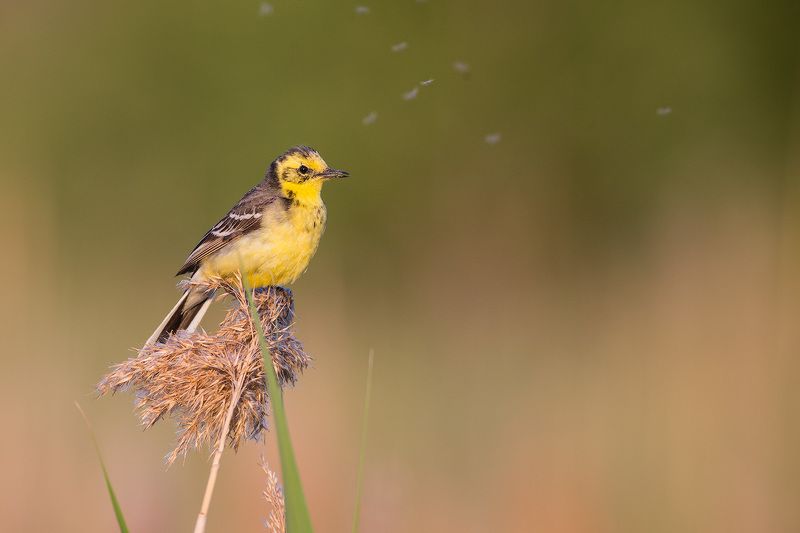 wagtail, bird, wildlife, citrine, трясогузка, желтая трясогузка, птицы, дикая природа Желтоголовая трясогузка фото превью