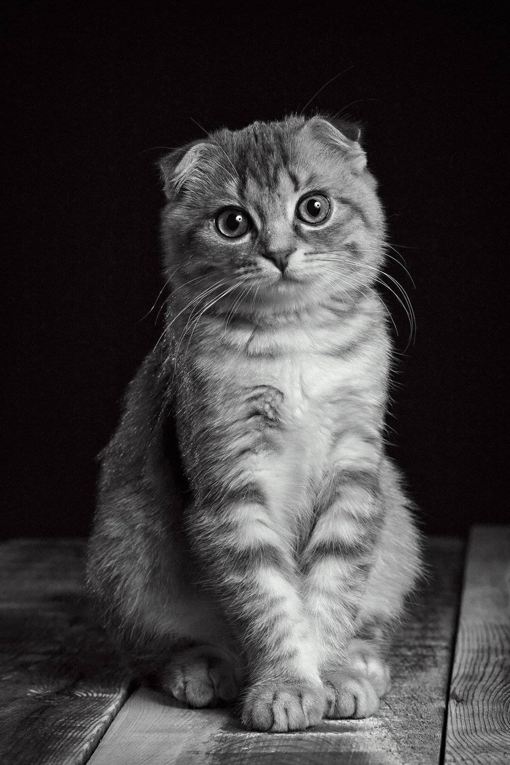 кошка, вислоухая британка, портрет, домашний питомец, красавица, Марина Кондратова