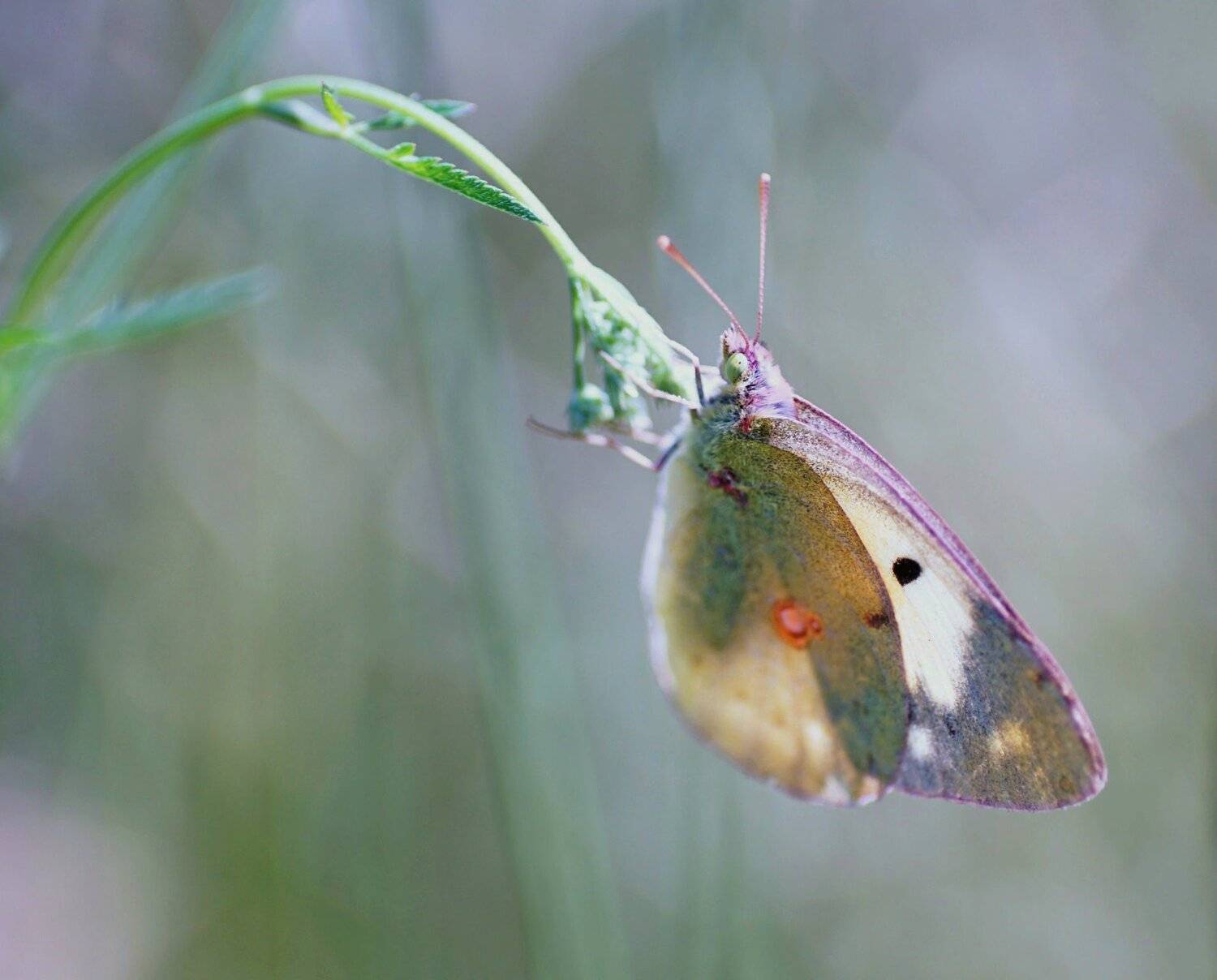 , Красимир Георгиев