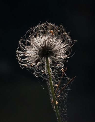 Pro загадочный цветок …