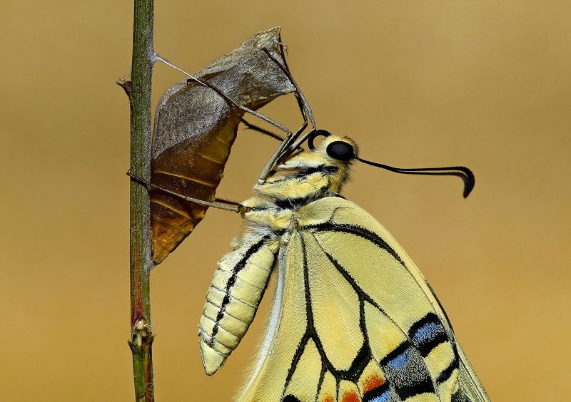 #swallowtail#butterfly#newborn#macro#nature#northcyprus#cyprus New Born фото превью