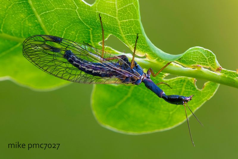 Верблюдка фото превью