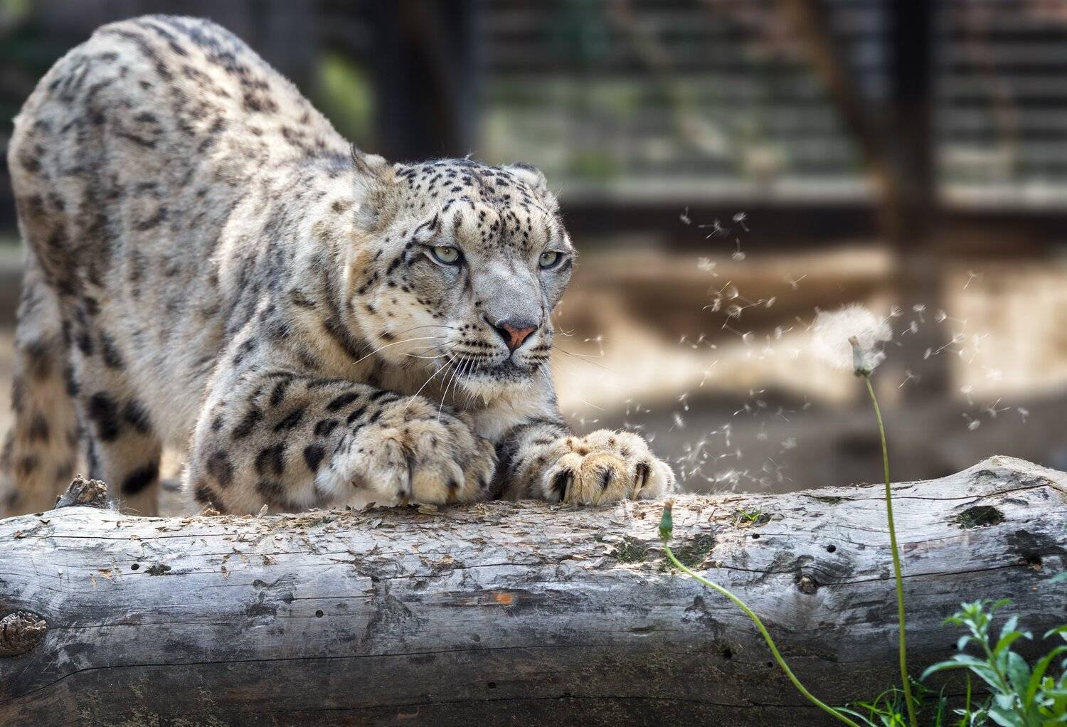 снежный барс, Олег Богданов