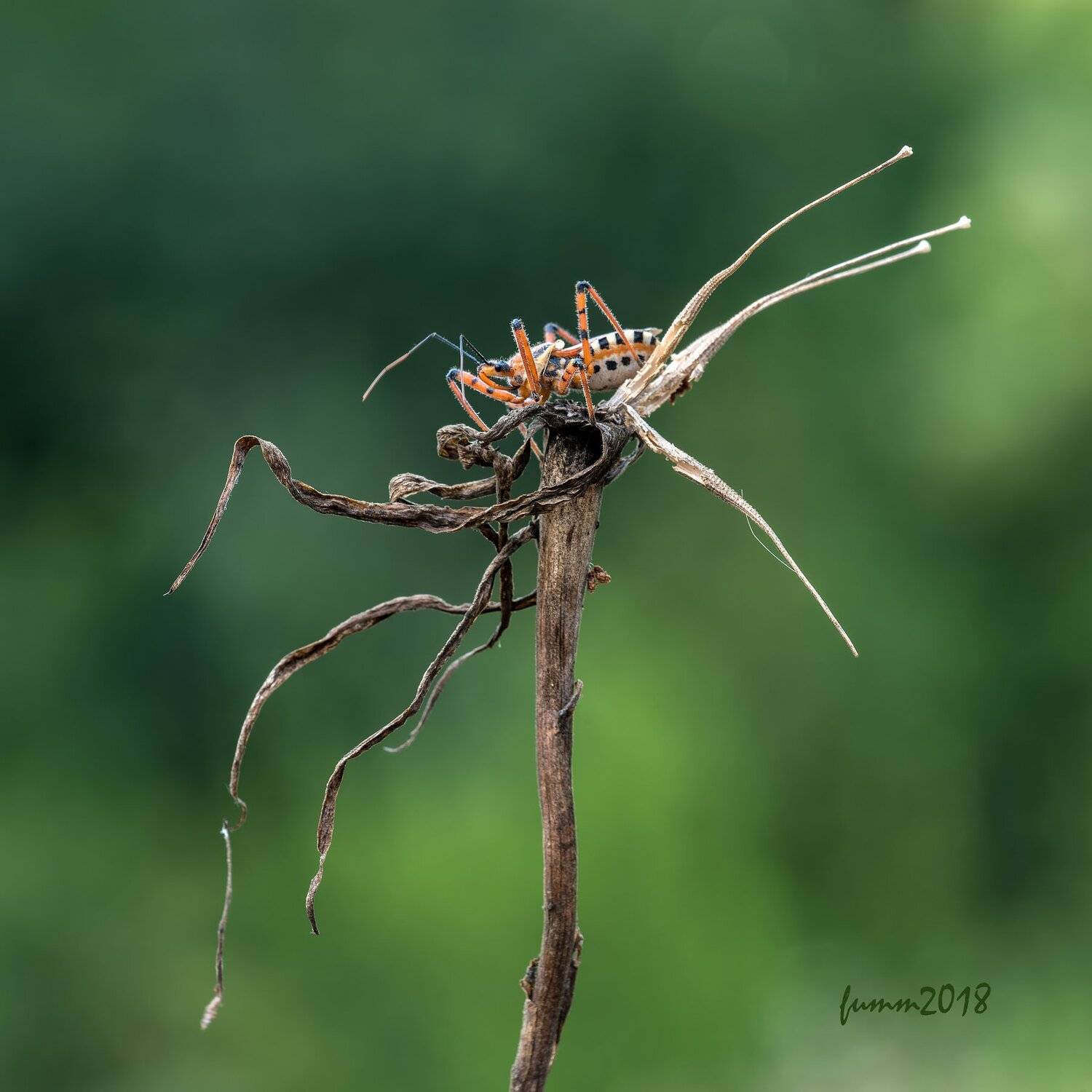 , Игорь ФУММ