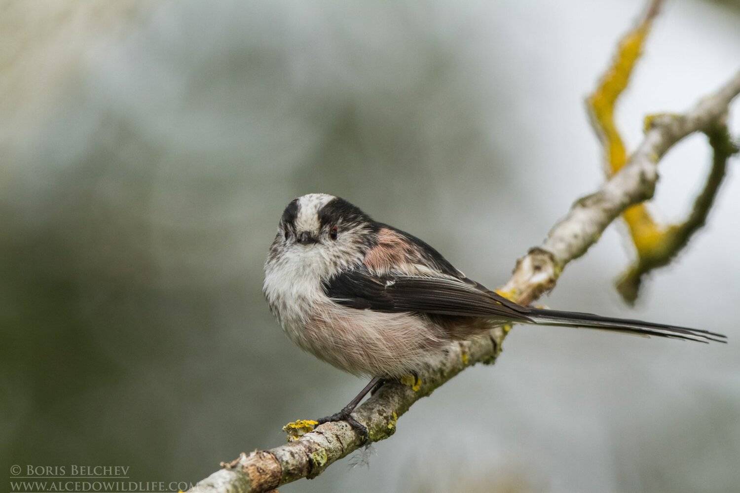 , Борис Белчев