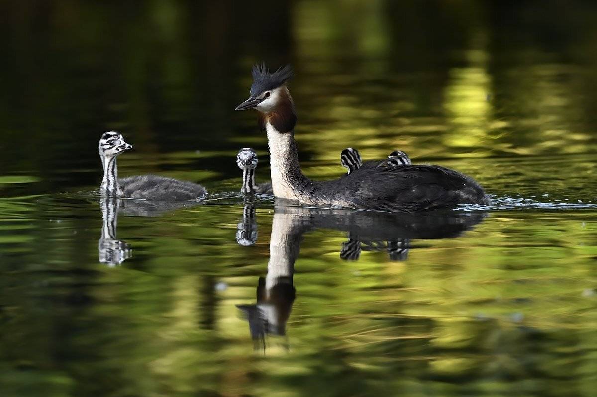 птицы birds, Jaroslav Mego