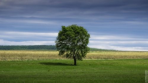 Одинокое дерево
