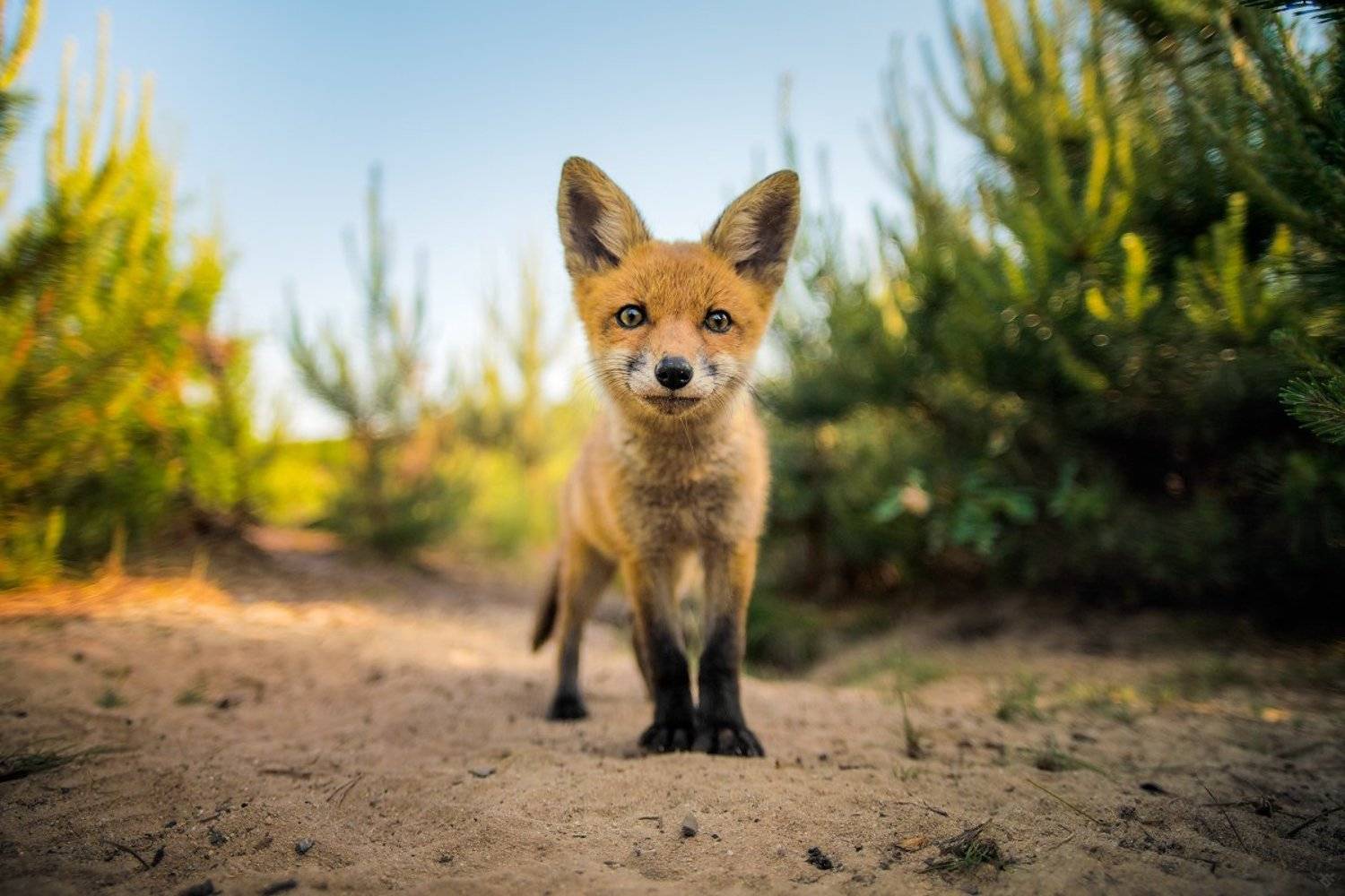 fox, wildlife, nature, portrait, Wojciech Grzanka