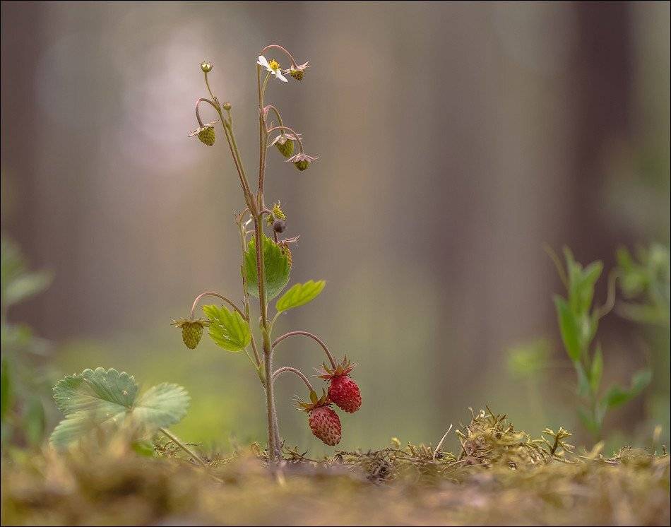 , Бурлов Андрей