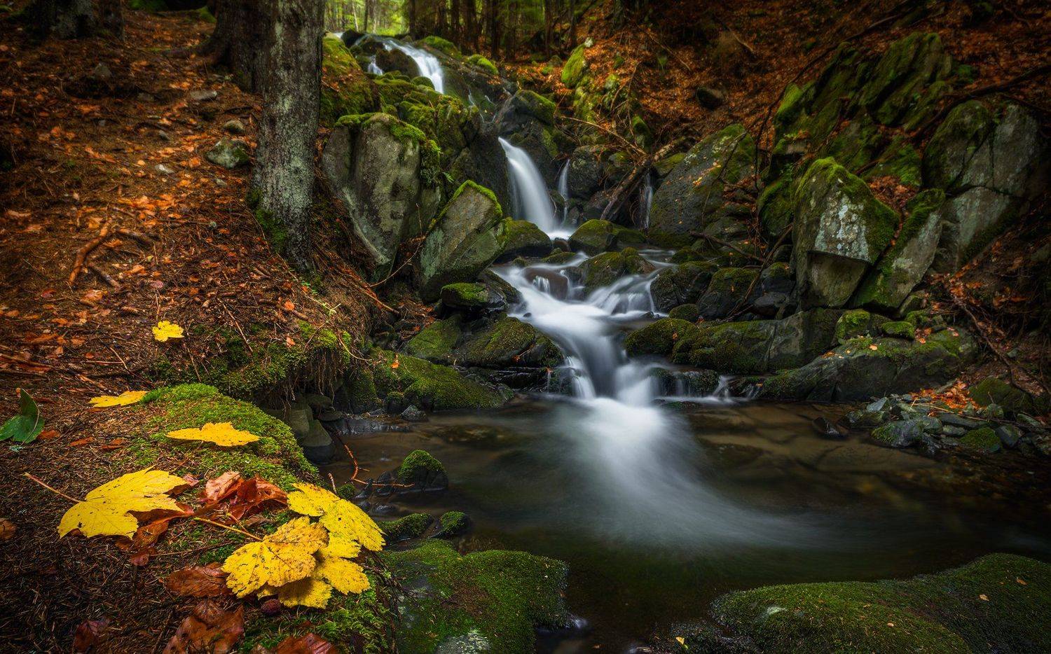 , Александър Александров