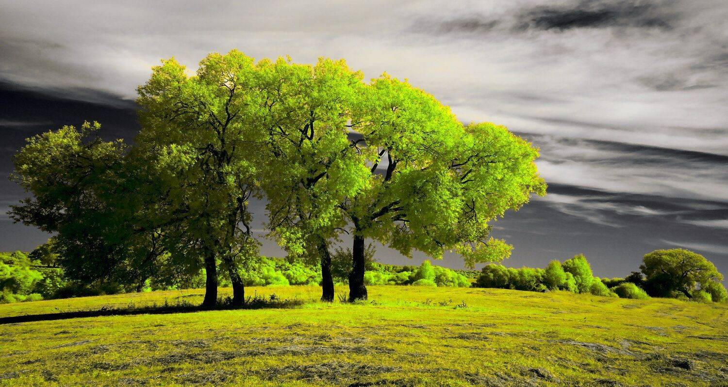 infrared,ик-фото,инфракрасное фото,инфракрасная фотография,пейзаж,природа,беларусь,лето, Sixten ( Сергей )