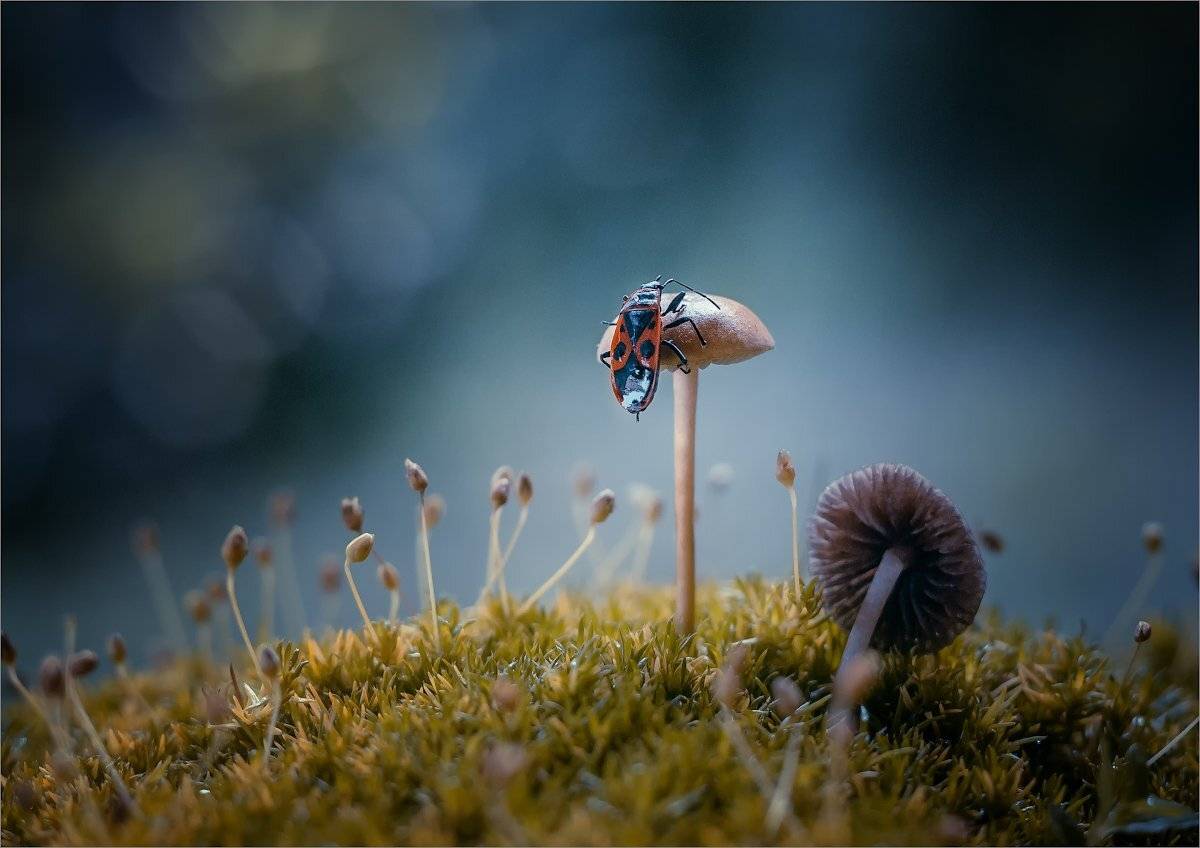 , Рудченко Анатолий