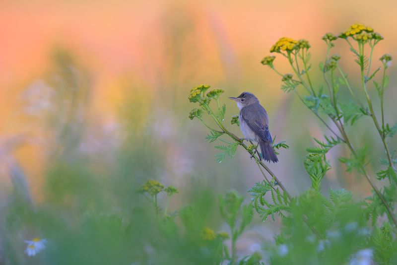 O poranku фото превью
