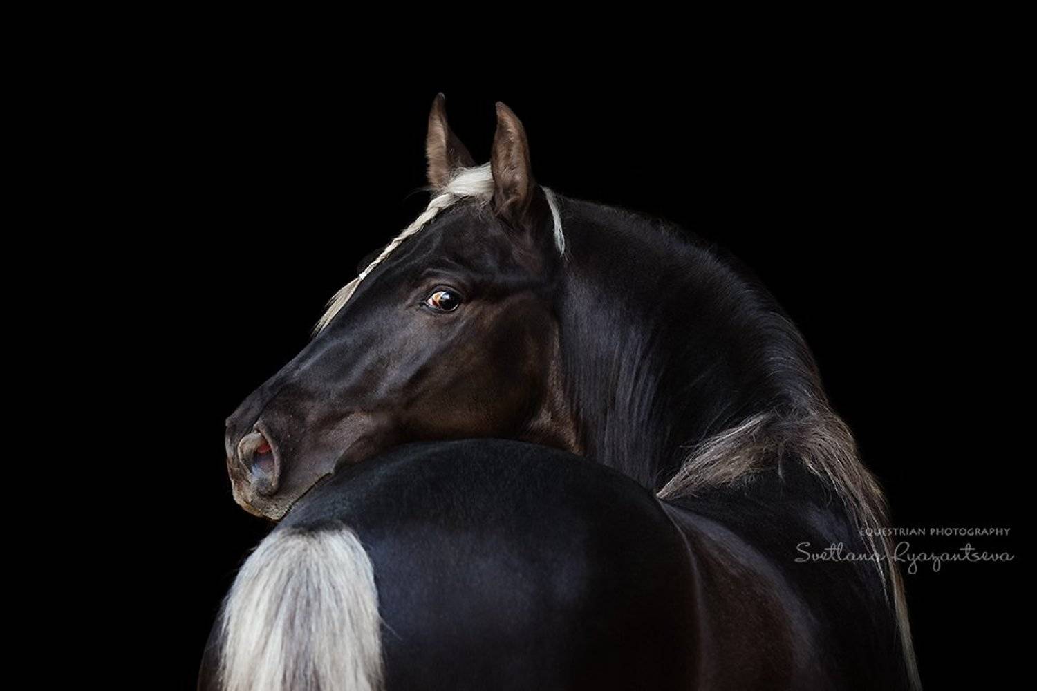 horse, лошадь, лошади, portrait, Svetlana Ryazantseva