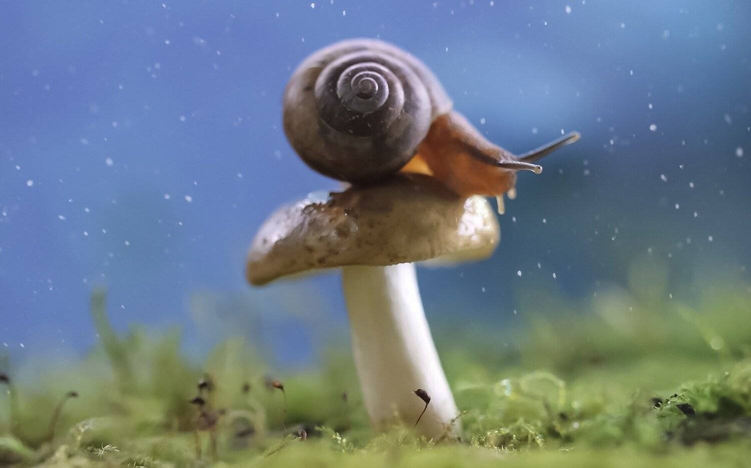 улитка, snail, гриб, mushroom, мох, space, природа, nature, macro, macronature, macros, макро, макросъемка, grass, Людмила Гудина