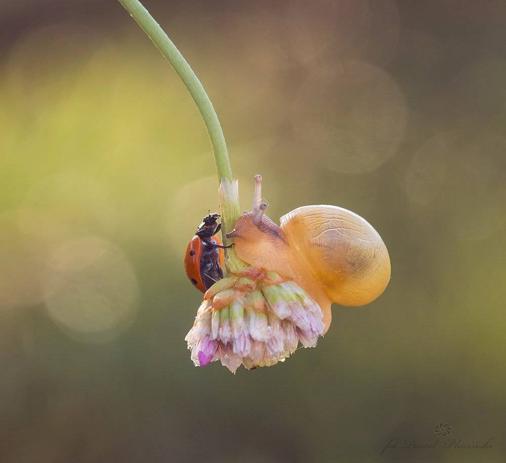 , Pawel Plucinski