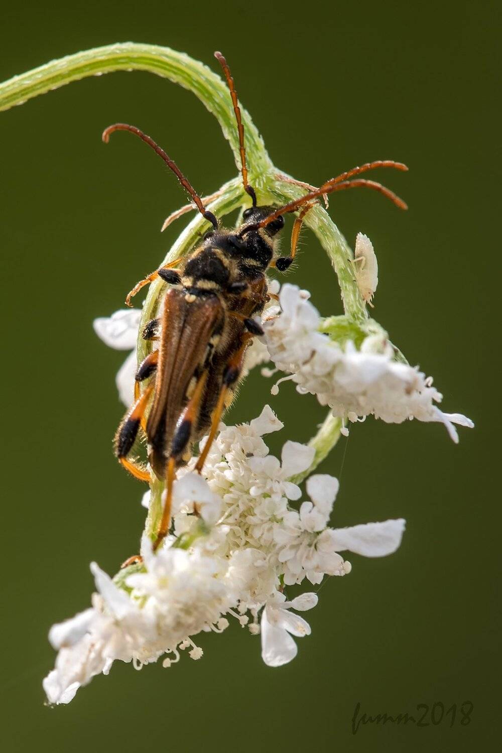 , Игорь ФУММ