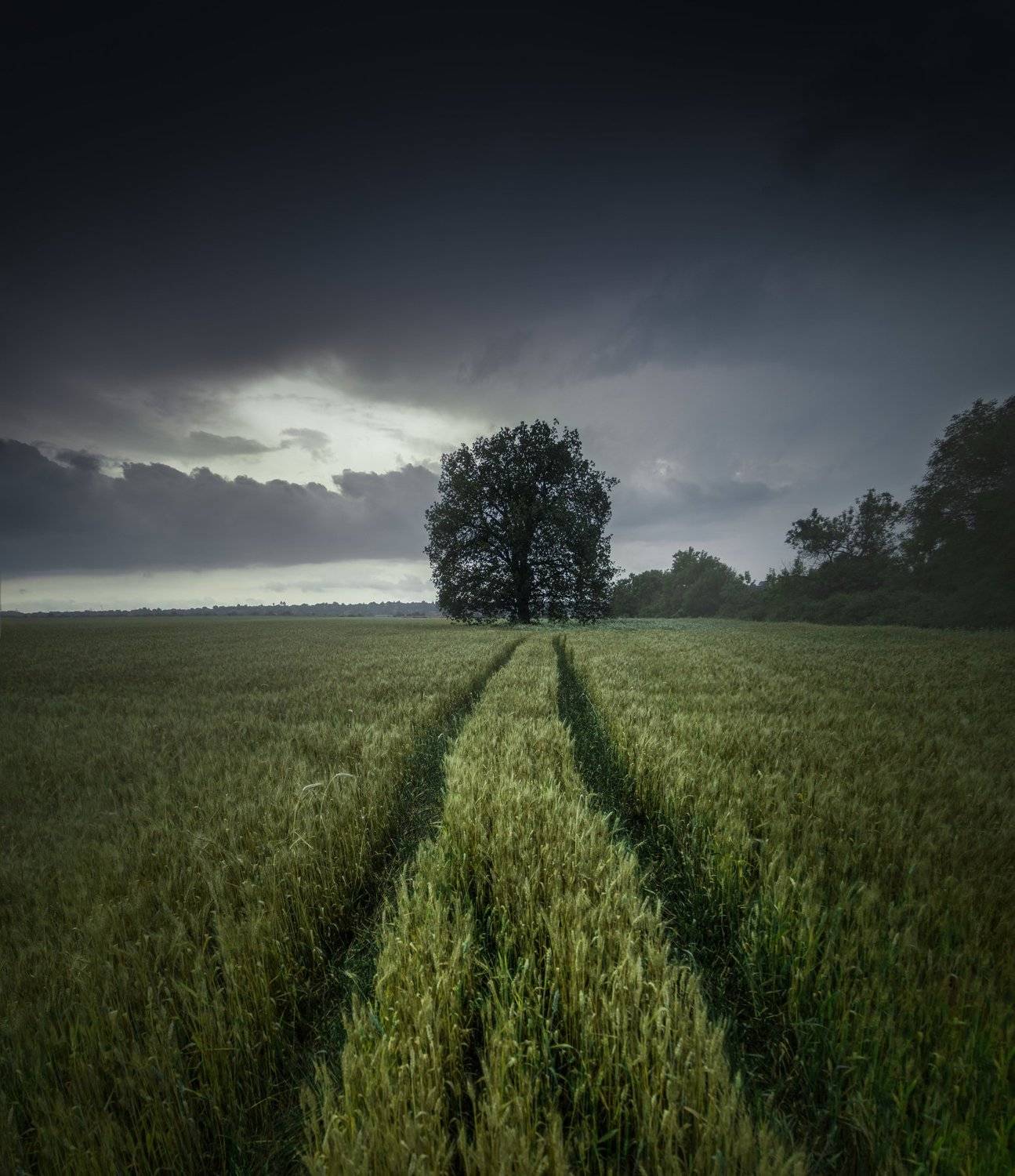 landscape, field, wheat, storm, rain, clouds, sky, grain, barley, bulgaria, tree, moody, dramatic, panorama, nature, spring, green, summer, sunlight, rays, homeland, plain,, Кристиян Младенов