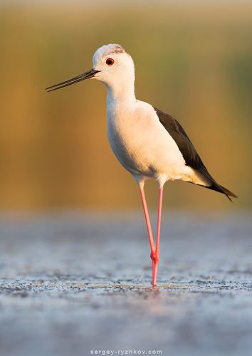 Ходулочник