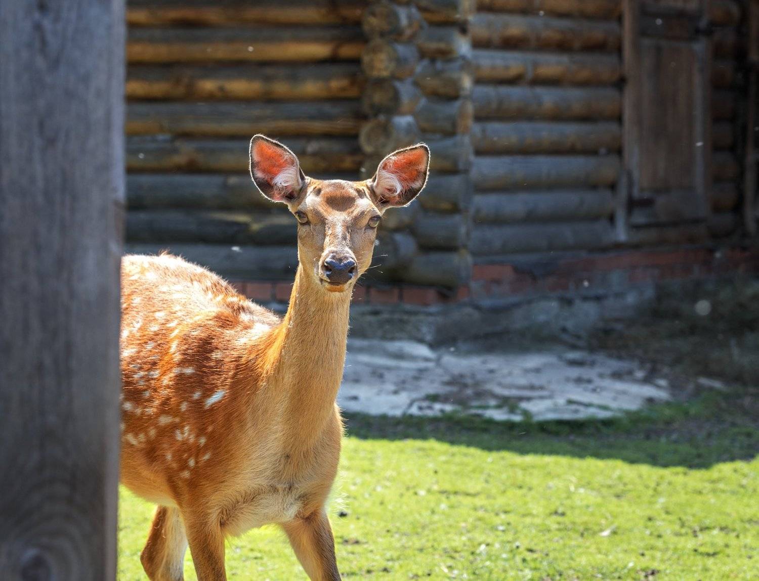 , Олег Богданов