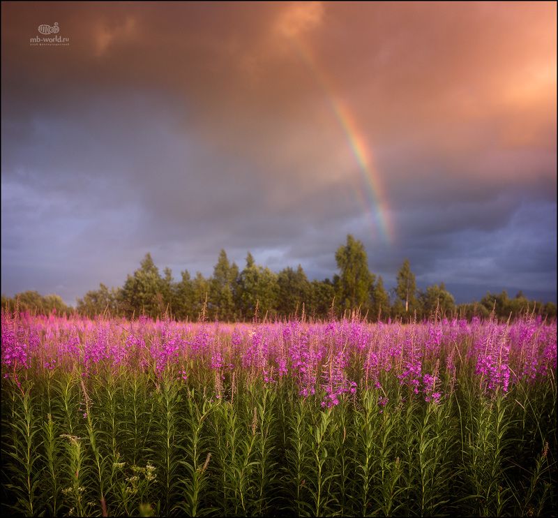 Россия, закат, радуга, пейзаж Вечер после дождя... фото превью