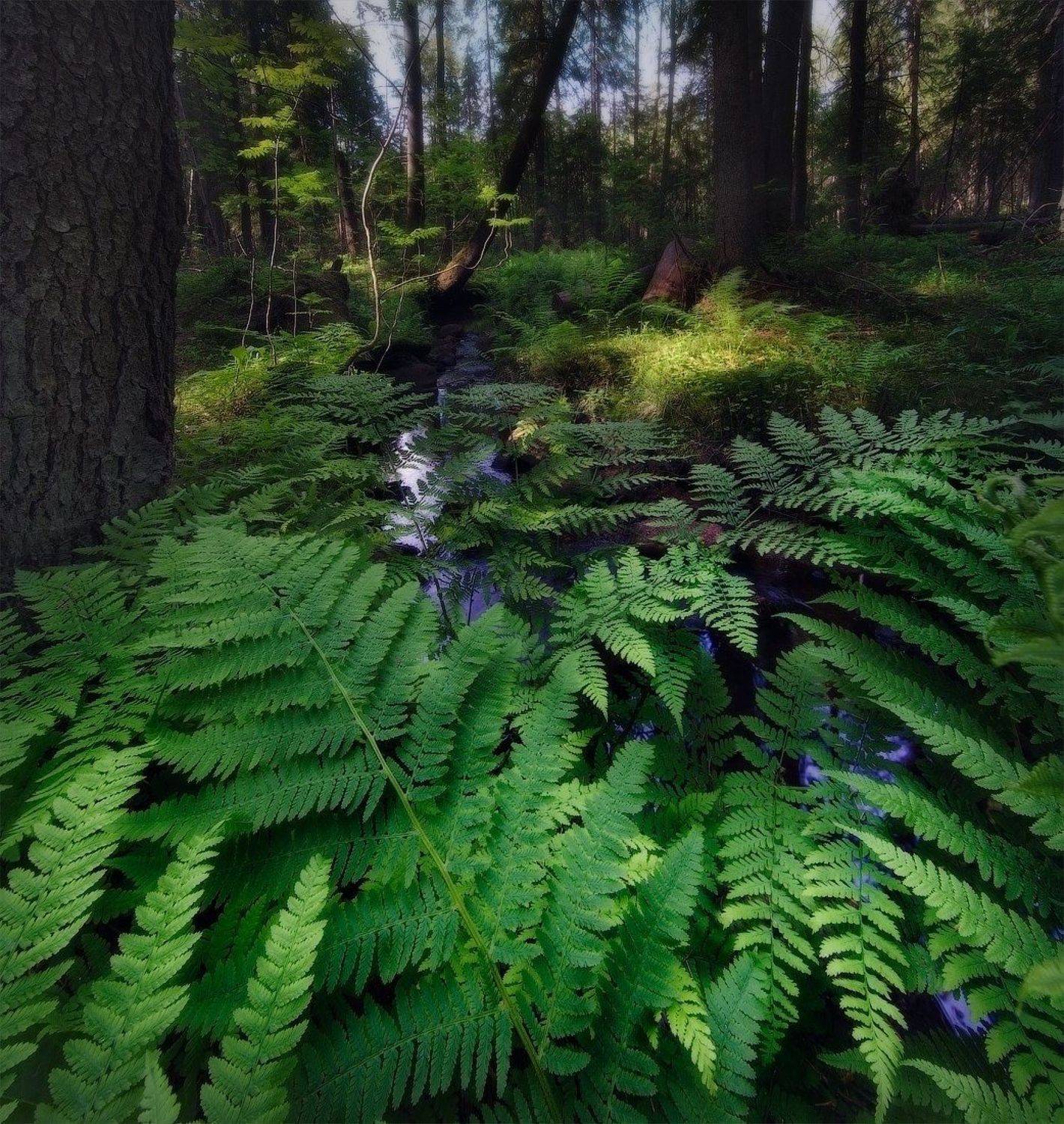 лес, папоротник, Дмитрий Воронцов