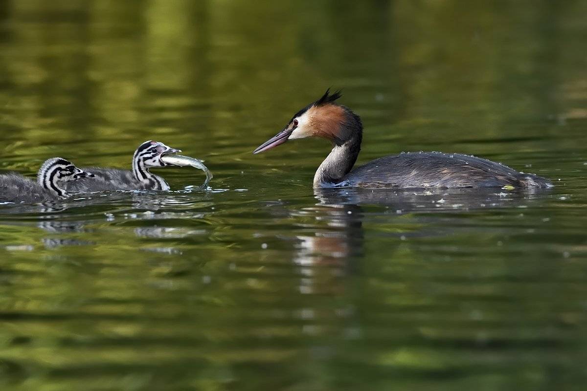 птицы birds, Jaroslav Mego