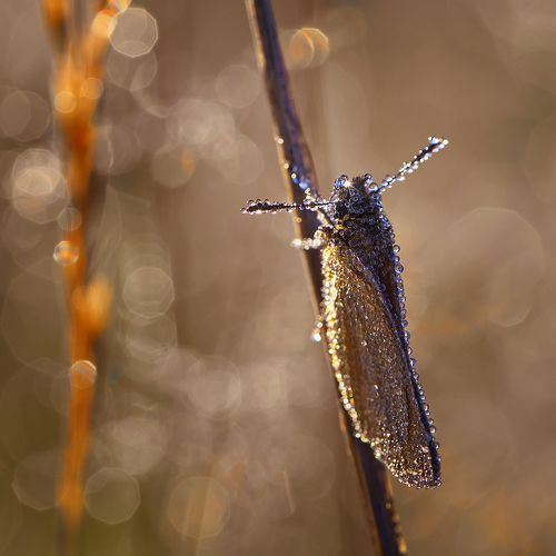 А во лбу звезда горит...