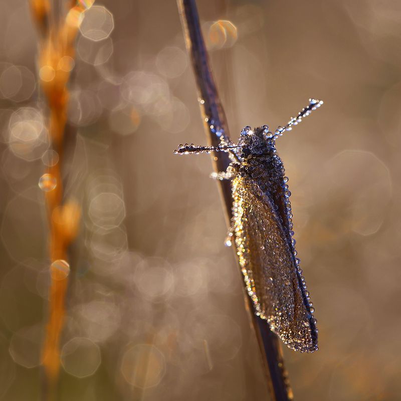 макро, насекомое, бабочка, роса, утро, природа А во лбу звезда горит... фото превью