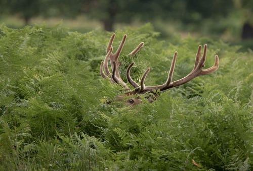 Red Deer Stag