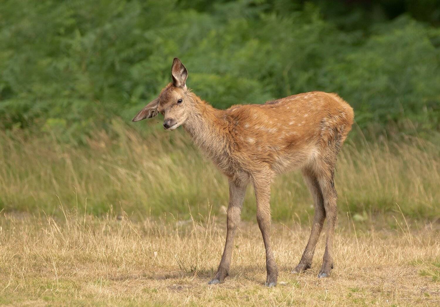 red deer,  deer,  nature,  wildlife, calf animals, MARIA KULA