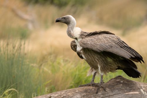 Griffon Vulture