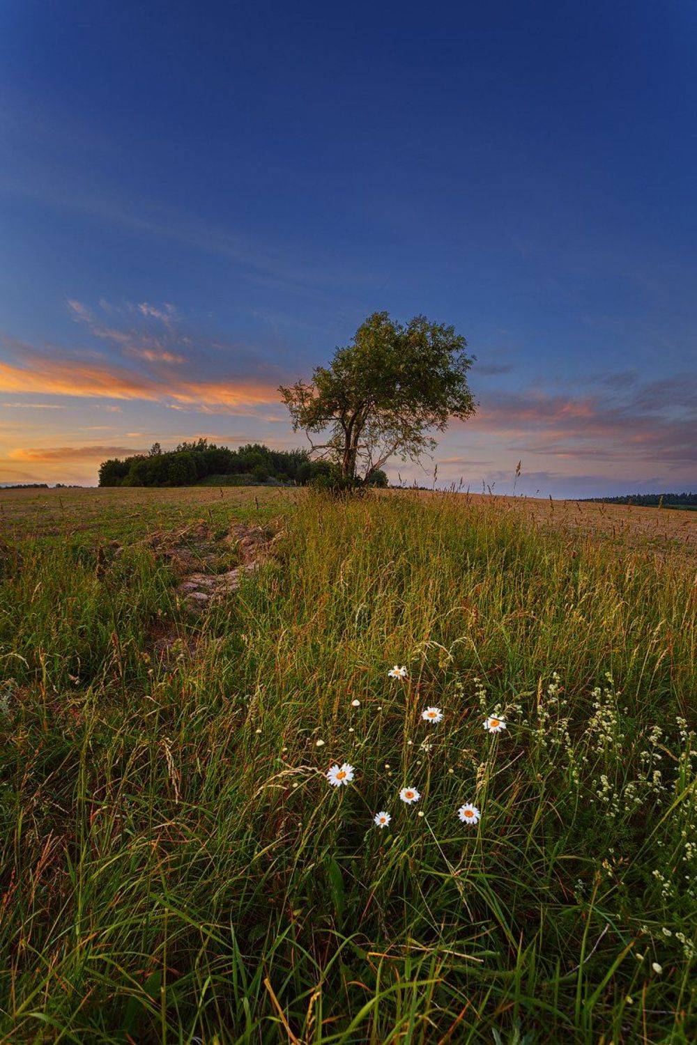 вечер, закат, ромашки, дерево, поле, красивый закат, Алексей Черепанов