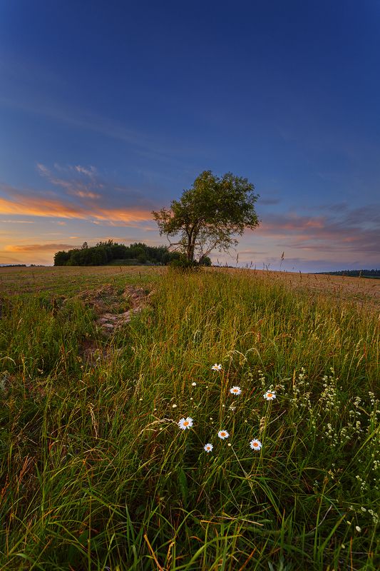вечер, закат, ромашки, дерево, поле, красивый закат Вечер с ромашками фото превью