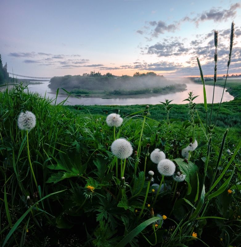 белые ночи, одуванчики, пейзаж, река белые ночи и одуванчики фото превью