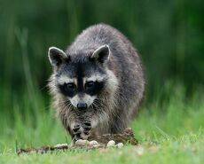 Вечерняя Гостья. Енот-полоскун - Raccoon