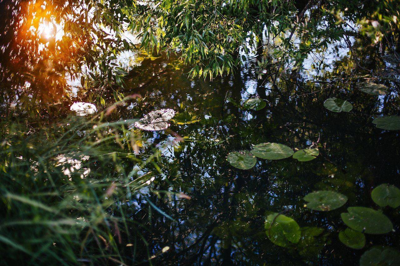 природа,пейзаж,река,утро,свет,лето, Taras