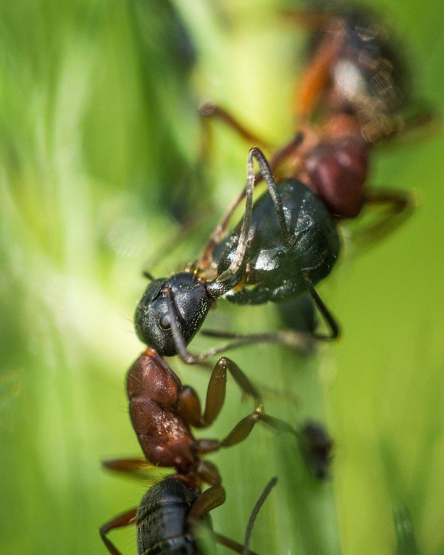 Поел сам, поделись с другом фото превью